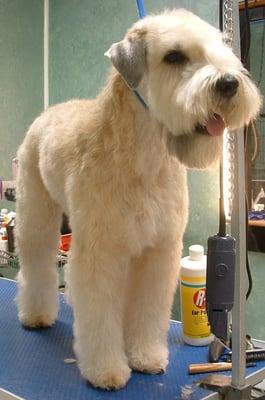 Wheaten Terrier