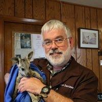 Baby wallaroo with Dr Davidson