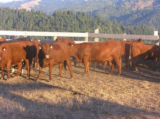 Our Red Devon Cattle are renowned for their great flavor, juicy and tender.