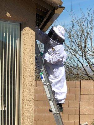 Getting rid of some bees.