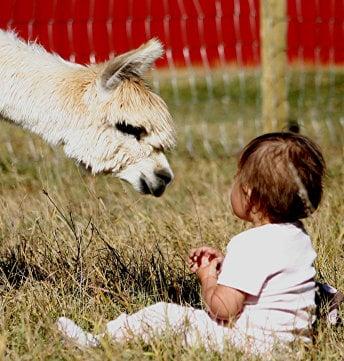 Curious Alpaca