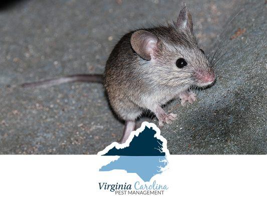 Virginia Carolina Pest Management