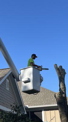 Southern Magnolia Tree Service