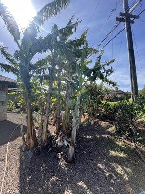 Post cleanup from a group of banana trees.