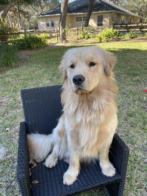 Remi, golden retriever