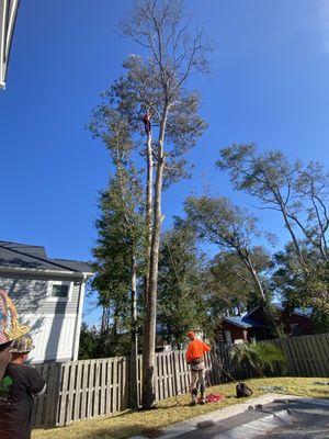 (2) Diseased Danger trees removal by a pool