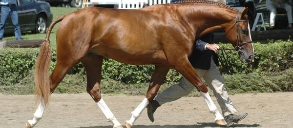 Warrenton Horse Show