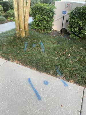 Sidewalks look like graffiti as does the grass