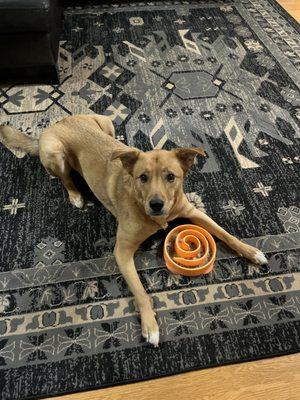 Shepherd mix Barky learns more about enrichment!