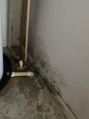 Mold in water heater closet in bedroom