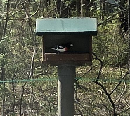 Rose-breasted grosbeak