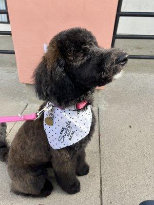 First puppy cut