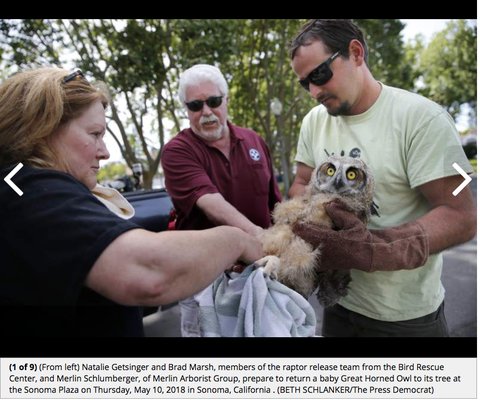 Owl renest featured in the Press Democrat!