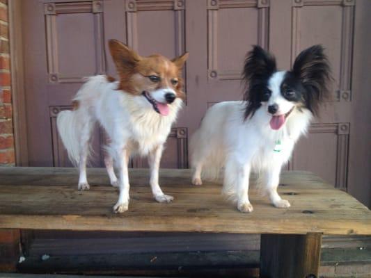 Little Freddi (red sable and white) and her new Little Sis, Denzel Bedazzled, at Columbia State Historic Park, Columbia, CA.