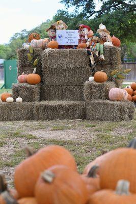 TLF Pumpkin Patch is a great place to come take your seasonal family photos!