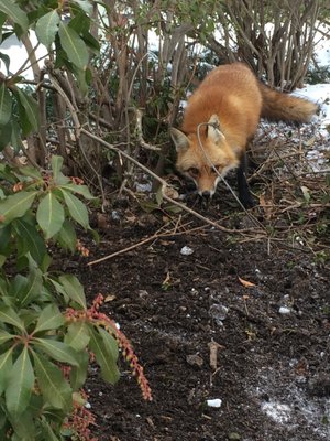 red fox caught in a collar trap