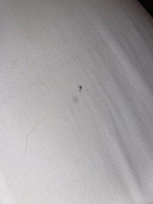 piece of someone else's hair and a stain that looks like mud or blood..