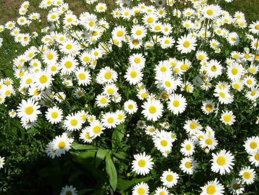 Daisies in my garden--I sell the plants