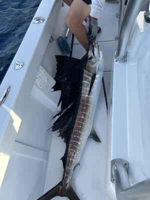 Sailfish