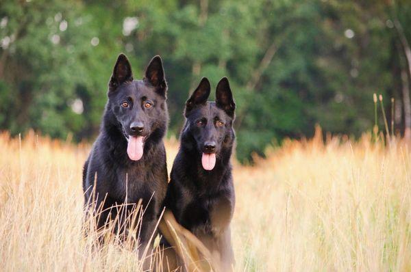 German Shepherds were my family's dog since I was about five years old. I will always cherish them.