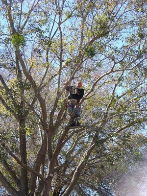 Tree trimmed