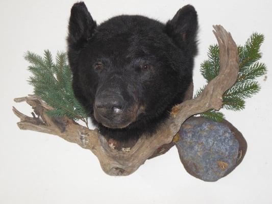 Beautiful Black bear head.  We do full body bears & bear rugs too.