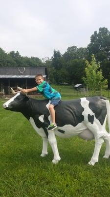 Take your picture with a life size cow statue.