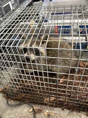 We caught this raccoon swimming and washing his food off in a customers pool. Not good for having a clean pool!