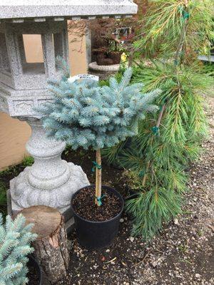 Evergreen shrubs and trees