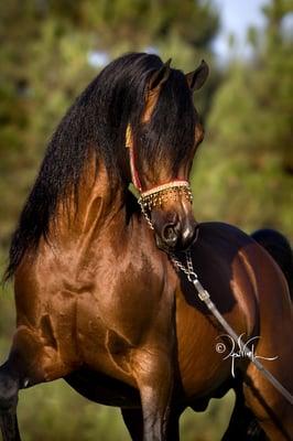 Varian Breeding Stallion *Jullyen El Jamaal