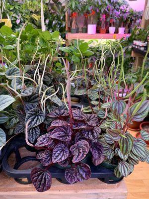 4" Assorted Peperomia