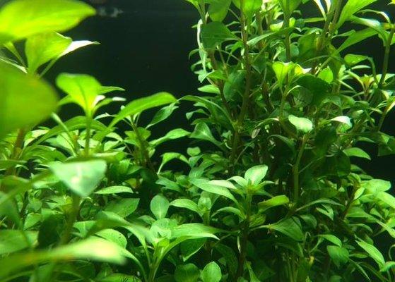 Freshwater Live Plants