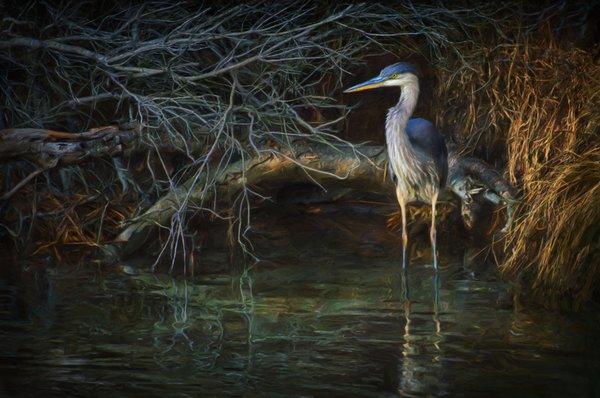 Coastal Image Photography