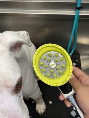 Inside of the shower head that helps get into the fur