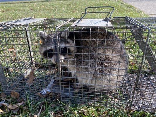 Attic coon