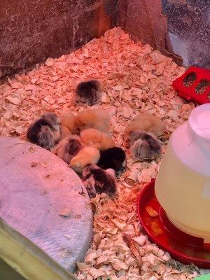 Baby chicks!