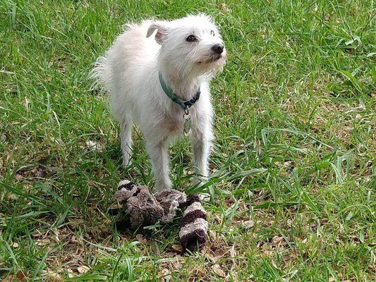 My sweet little Peggy Sue.  Walks with a limp but runs like the wind.