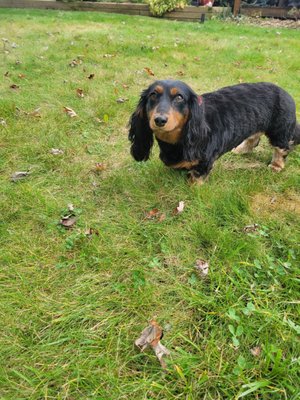 Back to walking and playing in the backyard.