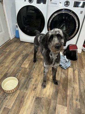 This is my handsome boy after his groom