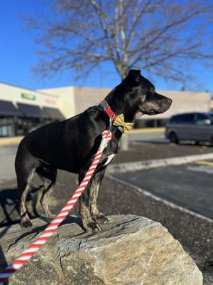 Camp Adventure Paws