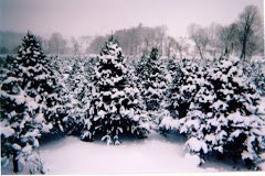 This is field #1 two years ago right after an early season winter storm.  Will we get snow this tree cutting season???