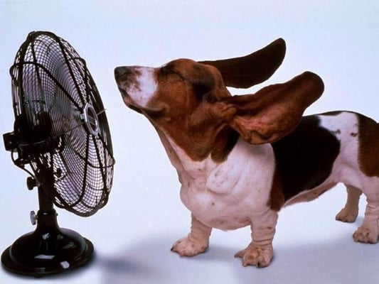 How are you doing in these Dog Days of Summer.  During this heat wave, it's not too late to consider a new air conditioning i...