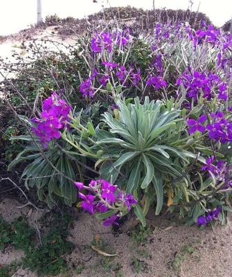 Springtime delights off the Dunes path