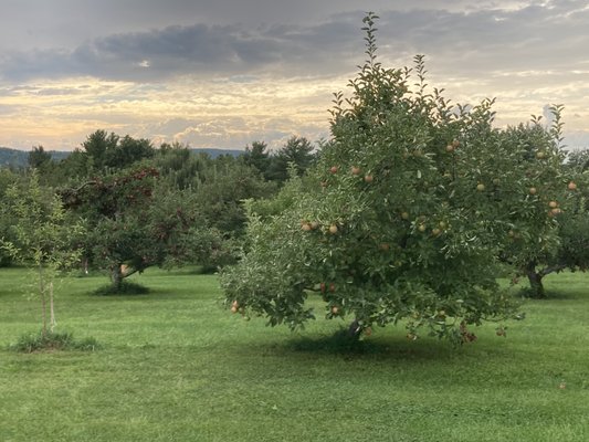 one of the many 28 types of apple trees