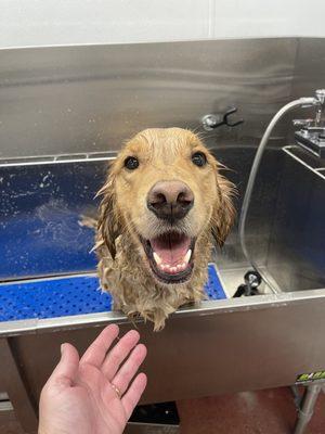 Great dog wash stations with everything you need!