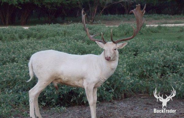 Trophy fallow hunts