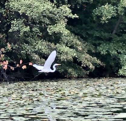 Great white egret!