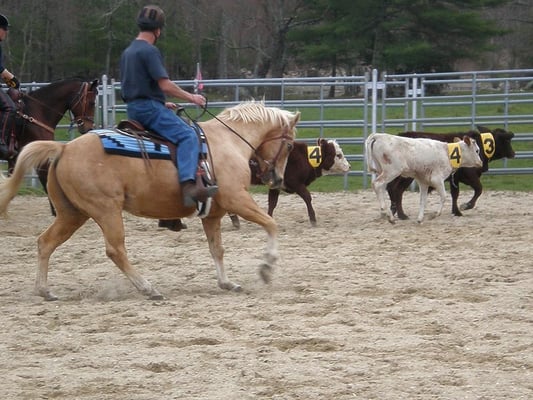 Fun at team penning