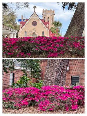 Spring has arrived. The BEAUTIFUL magenta azaleas are in full bloom out here in historic Fernandina Beach.