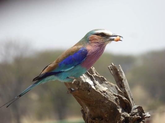 Lilac breasted roller